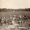 Picture for song 'Cotton' by artist 'Guerilla Genus'