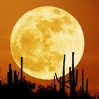 Picture for song 'Summer Moon' by artist 'Wayne Thibeault'