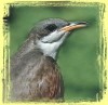 Picture for song 'The Cuckoo' by artist 'Where's Mary'