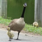 Picture for song 'A Mother's Love (singer: Cindi Hall)' by artist 'Wil's Music'