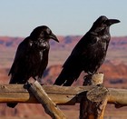 Picture for song 'Cave of Ravens' by artist 'Zirconium Mechanism'