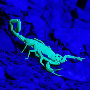 Picture for song 'SCORPION (TRAP ::: CRUNK ::: EDM)' by artist 'LAKKY NINJA'