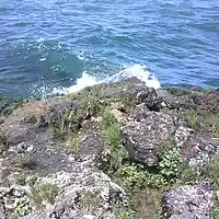 Picture for song 'White Rock' by artist 'Charles Williams(US)'