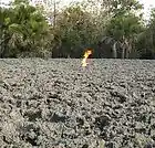 Picture for song 'Mud' by artist 'Zedster'