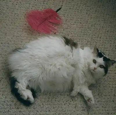 Picture for song 'Include You' by artist 'Tommy Johns'