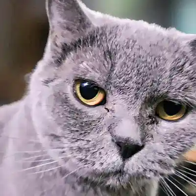 Picture for song 'Dark Art 002 (The First Day Of November)' by artist 'Restsound'