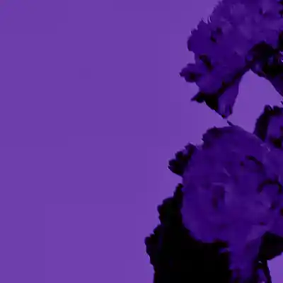 Picture for song 'Softly (Partynextdoor x Tory Lanez)' by artist 'LEXI BANKS'