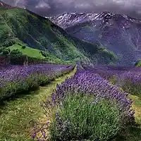 Picture for song 'How Lovely' by artist 'Praise His Ways'