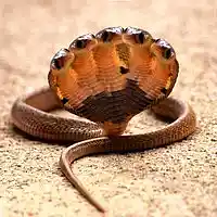 Picture for song 'TAK 34 Bedlam Stories 2' by artist 'Jammer59'