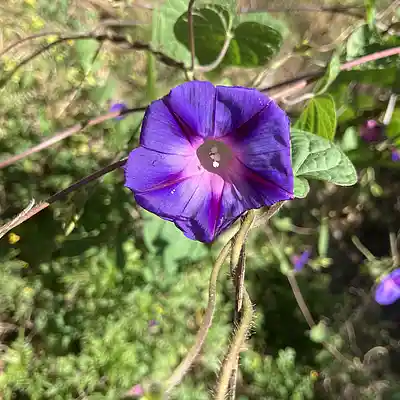 Picture for song 'Cosmic Orgasm' by artist 'Universal Momma Bear'