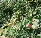 Picture for song 'Nadine's Apples' by artist 'Paul Matthews'