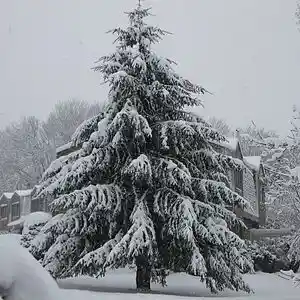 Picture for song 'Snowfall with Rob' by artist 'ROBERT M LISANTI'