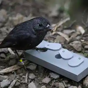 Picture for song 'Early Bird' by artist 'ProdBySoulEnt'
