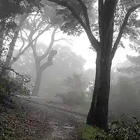 Picture for song '*NEW* GreyFog (Club Type)' by artist 'PURPS BEATS'