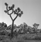 Picture for song 'Psalm 119 - Daleth' by artist '66books'