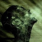 Picture for song 'cooked cactus' by artist 'ahnshsom'