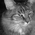 Picture for song 'Mister Hay-Hay' by artist 'Uncle Ace Ha'