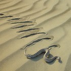 Picture for song 'Sidewinder' by artist 'Uncle Ace Ha'