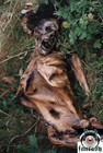 Picture for song 'Gore Diss' by artist 'AmbienT NoiZe'