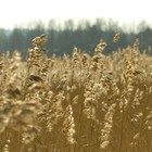 Picture for song 'Szena, szena (Hay, Hay)' by artist 'Andrea Gerak'