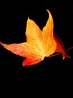 Picture for song 'autumn´s breath' by artist 'andre g'
