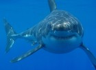 Picture for song 'The Shark' by artist 'Andy Coconut'