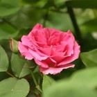 Picture for song 'Zephirine Rose' by artist 'Andy Pearce'