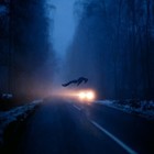 Picture for song 'Dreaming of Flying_rough' by artist 'Antar Shanti'