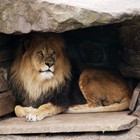 Picture for song 'Lions Den (Produced by Axis Beats) 167 bpm' by artist 'Axis Beats (US)'