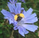 Picture for song 'Desire' by artist 'Beppe Capozza'