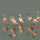 Picture for song 'Cyberbrandx' by artist 'beppeverge'