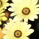 Picture for song 'Plain Yellow Sunshine' by artist 'Beth Jetton'