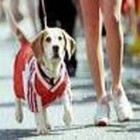 Picture for song 'Treat me like a dog' by artist 'BillChin'