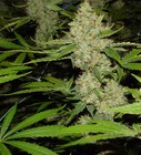 Picture for song 'Mary Jane FT. JR' by artist 'Bubbins'
