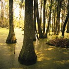 Picture for song 'Sweet Dreams of Louisiana' by artist 'Cajun Dave and Gidget'