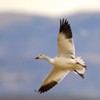 Picture for song 'The Snow Goose Parte 2ª' by artist 'Cambridge 2003'