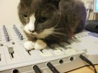 Picture for song 'Hendrix plays guitar as chalkie enters cat heaven' by artist 'casio smith'