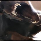 Picture for song 'Show Your Teeth' by artist 'CHUCK DIESEL'