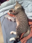 Picture for song 'THE YEAR OF THE CAT.mp3' by artist 'Daddy G'