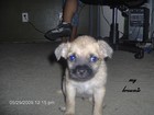 Picture for song 'aint a pussy' by artist 'RawJayy'