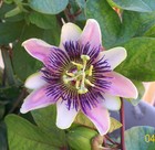 Picture for song 'Silence of the Lamb' by artist 'david w bailey'