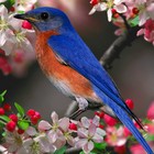 Picture for song 'Fly (Collab Renee Anderson / DHW)' by artist 'DHW'