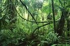 Picture for song 'JUNGLE FEVER BY: DIG IT BOY BEATS- 2010' by artist 'DIG IT BOY BEATS'