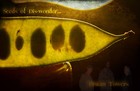 Picture for song 'Seeds of Dis-wonder' by artist 'Distant Towers'