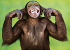Picture for song 'monkeyfunk' by artist 'dutch instrumental beats'