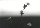 Picture for song '"Talk With God"' by artist 'ellen lerner'