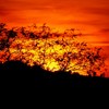 Picture for song 'purple setting' by artist 'enzo rossi'