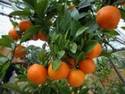 Picture for song 'Mandarinentraum (Tangerine Dream)' by artist 'F D Project'