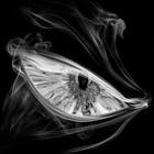 Picture for song 'Crowd Rock' by artist 'Flow Life Click (F.L.C)'