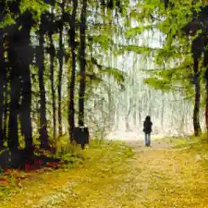 Picture for song 'In the Woods' by artist 'From Thin Air'